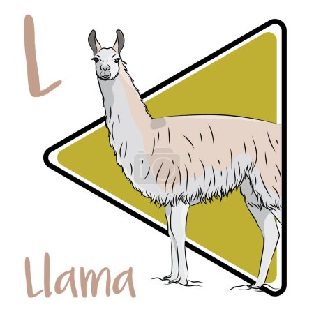 Photo for The llama is a sturdy creature and are domestic animal used by the peoples of the Andes Mountains. The llama is the largest of the four lamoid species. They are extremely curious and most will approach people easily. - Royalty Free Image
