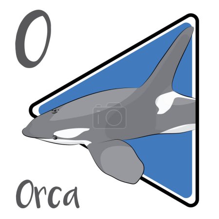 Photo for Orca is a marine mammal. Orcas are highly intelligent and able to coordinate hunting tactics. The dorsal fin of a male orca is up to two meters tall. Often referred to as wolves of the sea, orcas live and hunt together in cooperative pods. - Royalty Free Image