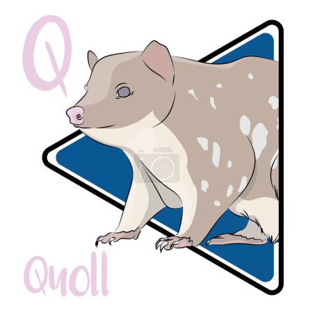 Quolls are tree-climbing, den-dwelling marsupials. Quolls eat smaller mammals, small birds, lizards, and insects. Quolls are nocturnal animals in nature. Quolls are solitary and reclusive creatures that live individually. Quolls have a short life.