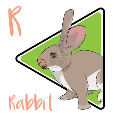 The rabbit has long ears and long hind legs. Rabbits were first used for their food and fur by the Romans. The ears are used to detect and avoid predators. Longer hind limbs are more capable of producing faster speeds. Rabbits are herbivores.