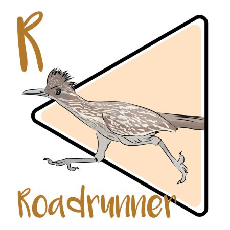 Roadrunner spends most of its time on the ground and can run up to 20 mph. Roadrunners are typically solitary until they find a mate. They can be seen in deserts, brush, and grasslands. Roadrunners like to sunbathe.