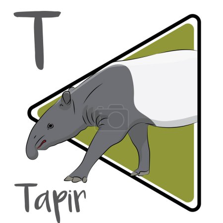 Foto de La característica más notable de un tapir es su nariz prensil única. Los tapires son útiles para su paisaje nativo de muchas maneras. Los tapires son en gran parte nocturnos y crepusculares. Los tapires llevan vidas casi exclusivamente solitarias. Los tapires son excelentes nadadores.. - Imagen libre de derechos