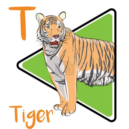 Tiger stripes are special to each individual. The tiger is considered to be the largest living felid species. Tigers are mostly solitary, individual tigers have a large territory. The tiger usually hunts by night and preys on a variety of animals.