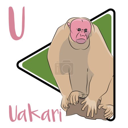 Uakari is a short-tailed South American monkey. Their bodies are covered with long, loose hair but their heads are bald. These monkeys have the most striking red facial skin of any primate. Uakari is found in neotropical Amazon forests.