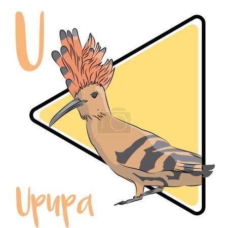 The Upupa is widespread in Europe, Asia, and Africa. The Upupa has broad and rounded wings capable of strong flight. The diet of the Upupa is mostly composed of insects. It is a solitary forager which typically feeds on the ground.