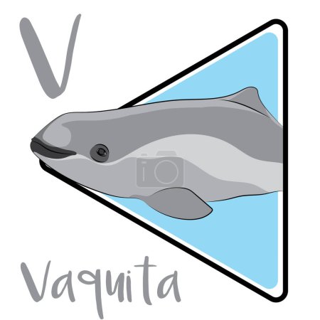 Die Vaquita steht derzeit am Rande des Aussterbens. Vaquita ist die kleinste lebende Walart. Die Vaquita trägt einen großen dunklen Ring um die Augen. Vaquita-Lebensraum beschränkt sich auf einen kleinen Teil des oberen Golfs von Kalifornien.