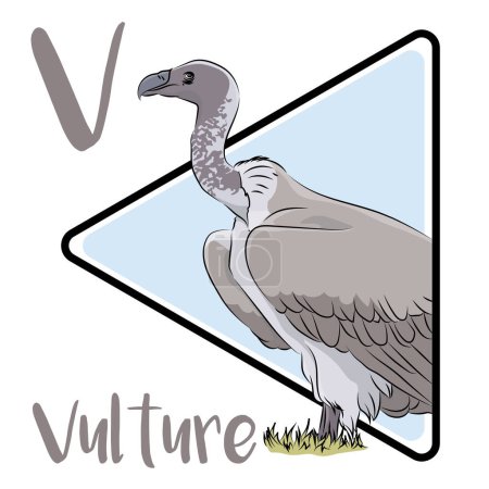 Vultures are large, social raptors that live on every continent except Antarctica and Australia. Most vultures are scavengers, feeding primarily on carrion. Many vultures are monogamous. Vulture stomach acid is exceptionally corrosive.