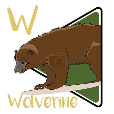 The wolverine is the largest land-dwelling member of the family Mustelidae. It is a muscular carnivore and a solitary animal. Wolverines are also adept scavengers. A hungry wolverine might travel 40 miles a day for food.