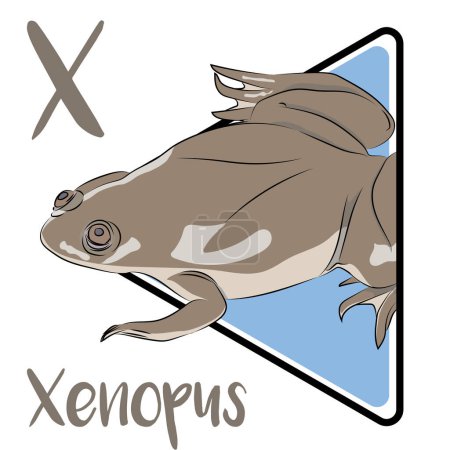 Xenopus laevis is an aquatic frog. Xenopus is a rather inactive creature. It is a large frog. Xenopus have flattened, somewhat egg-shaped and streamlined bodies, and very slippery skin. the body color is usually dark gray to greenish-brown.