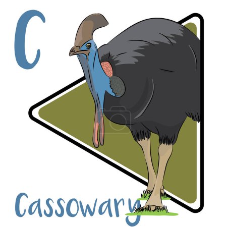 Foto de Cassowary es generalmente considerado como el pájaro más peligroso del mundo y cassowary es un pájaro grande, sin vuelo más estrechamente relacionado con el emu. Cassowary tiene piernas poderosas que se pueden usar para patear cuando se defiende. - Imagen libre de derechos