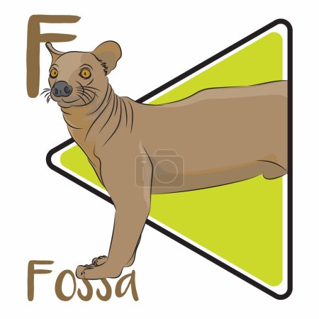 Illustration for Fossa is the largest carnivore and top predator native to Madagascar. fossa has retractable claws and fearsome catlike teeth. Fossa is a solitary animal and spends its time both in the trees and on the ground. - Royalty Free Image