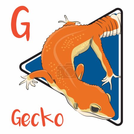 Illustration for Geckos are small, mostly carnivorous lizards that are unique among lizards for their vocalizations. Geckos are also able to shed their tails if a predator grabs them. Most geckos are nocturnal. - Royalty Free Image