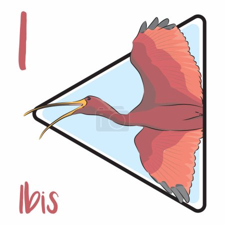 Ilustración de Los ibis son aves terrestres y de tamaño mediano a grande. La coloración de un pájaro Ibis se basa principalmente en su comportamiento de alimentación y hábitat. Los bises machos y hembras se turnan para incubar huevos. Ibis aves tienen cuerpos en forma de fútbol y piernas largas. - Imagen libre de derechos