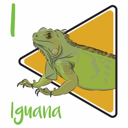Illustration for Iguanas are some of the largest lizards found in the Americas. Iguanas can shed part of their tail when threatened by predators. Iguanas have keen vision and can see shapes, shadows, colors, and movement at long distances - Royalty Free Image
