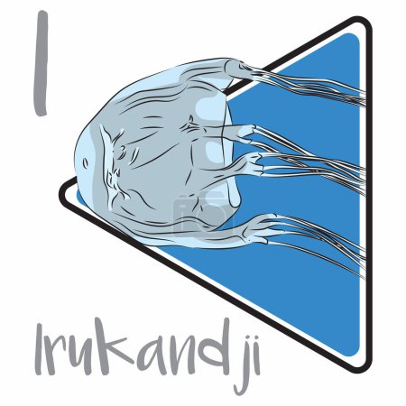 Illustration for Irukandji is a small transparent box jellyfish, 1-2cm in diameter. Irukandji jellyfish can fire stingers from the tips of their tentacles and inject venom. The species is found primarily in deeper waters down to about 20 meters. - Royalty Free Image