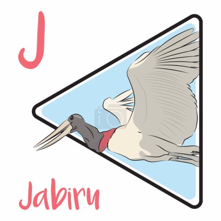 Illustration for Jabiru is the tallest flying bird found in South America and Central America. The jabiru belongs to the stork family, It is mostly white, with the naked skin of the head and upper neck black and red, and lives in large groups near rivers and ponds. - Royalty Free Image