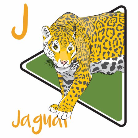 Illustration for Jaguar is a large cat species and the only living member of the genus Panthera native to the Americas. Jaguars are classified as near-threatened by the International Union for the Conservation of Nature. Jaguars are the third-largest cat in the world - Royalty Free Image