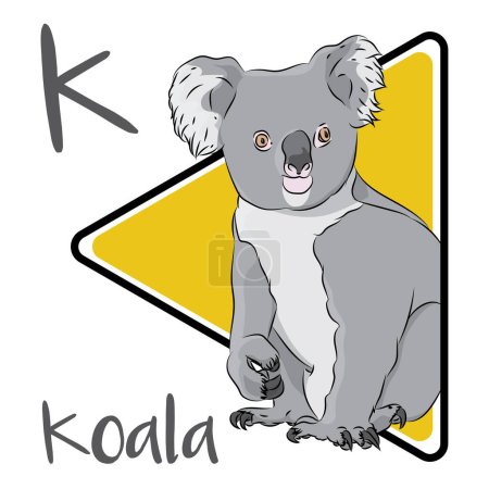 Foto de Los koalas no son osos, son marsupiales. El koala es un animal australiano icónico. Los koalas son nativos del sureste y este de Australia, viven en bosques de eucaliptos. Koala ha incluido al koala como una especie vulnerable desde 2016. - Imagen libre de derechos