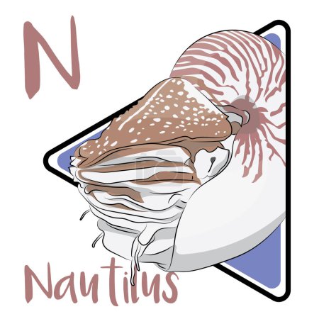 Ilustración de Nautilus es el último género sobreviviente de la antigua orden Nautiloidea. Nautilus nada sobre el océano usando propulsión a chorro. Los Nautilus han sobrevivido relativamente sin cambios durante millones de años y a menudo son considerados como "fósiles vivos".". - Imagen libre de derechos