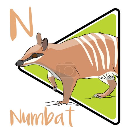 Numbats are small, elusive, and shy. The numbat forages by day for termites in the woodlands of Australia. Numbat is one of the few diurnal Australian marsupials. At night, numbats take refuge in logs, tree hollows, or burrows.
