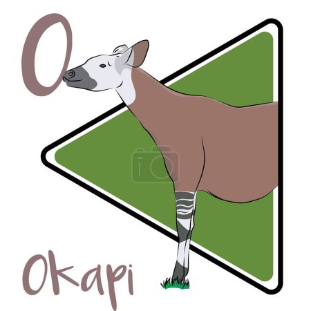 Illustration for Okapi is known as the forest giraffe. Active during the day, the elusive okapi prefers to be alone. Found in the rainforests of the Congo region. And can easily distinguished from its nearest extant relative, the giraffe. Okapis are primarily diurnal - Royalty Free Image