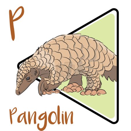 Pangolins have large, protective keratin scales. The pangolin's scaled body is comparable in appearance to a pine cone. Pangolins are solitary and active mostly at night. When threatened, pangolins roll into a ball like an armadillo.