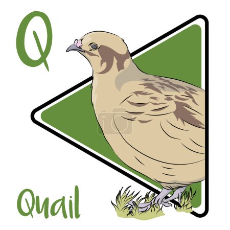 The combination of their stocky bodies and pointed wings makes Quails stand out. This is a terrestrial species, feeding on seeds and insects on the ground. Quails move surprisingly fast in the underbrush. Quails share a common ancestor with chickens.