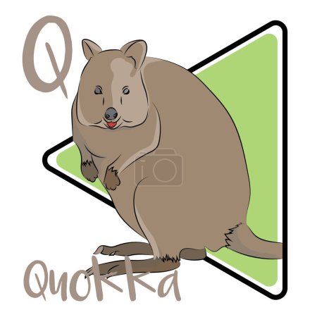 Quokkas are attractive and inquisitive creatures. Quokkas are herbivores that eat a variety of grasses and shrubs. Quokkas eat their food in a way that is similar to giraffes. quokkas are mostly nocturnal, snoozing when the hot sun is out.