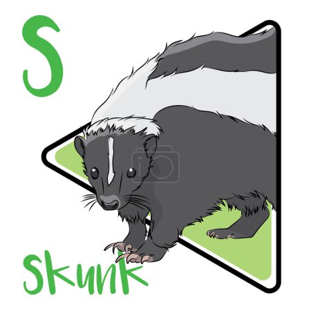 Illustration for Skunks are omnivores. Skunks are not affected by snake venom. This animal's traditional black and white coat makes it easily recognizable. A group of skunks is called a surfeit. Primarily nocturnal. The spray can remain on its target for days. - Royalty Free Image