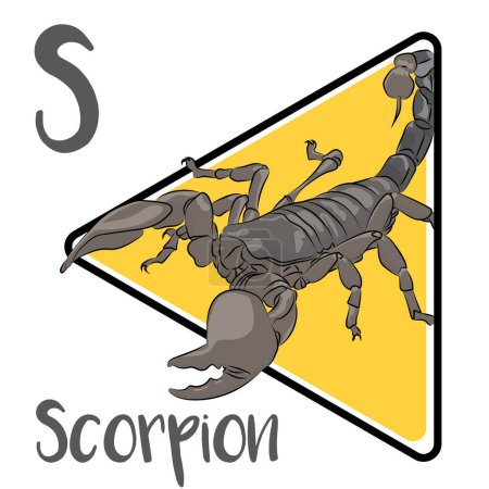 Illustration for Scorpions are predatory arachnids. They use their pincers to restrain and kill prey. Scorpions are largely nocturnal and hide during the day. Scorpions are opportunistic predators that eat any small animal they can capture. - Royalty Free Image