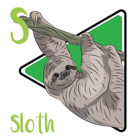 Sloths live in the tropical forests of Central and South America. They rarely come down from the trees. Sloths descend about once every eight days to defecate on the ground. Sloths are solitary animals. Sloths are primarily folivores.