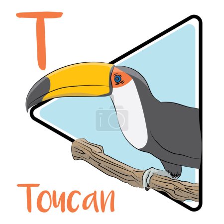 Ilustración de Los tucanes son arbóreos y tienen grandes facturas, a menudo coloridas. El pico de un tucán puede equivaler a un tercio de la longitud de su cuerpo. Son omnívoros que comen insectos, huevos y frutas. Los tucanes están entre los pájaros forestales más ruidosos. Los tucanes son no migratorios.. - Imagen libre de derechos