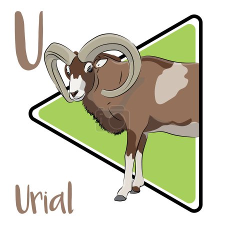 Illustration for Urial males have large horns, curling outwards from the top of the head. Most urials live in open habitats and graze mainly on grass. Urial sheep are primarily diurnal. Urial sheep are polygynous. Urials have their social structure. - Royalty Free Image