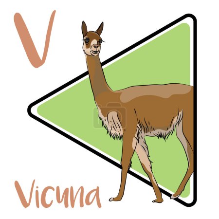 Téléchargez les photos : Vicuna est l'un des deux camélidés sauvages d'Amérique du Sud. La plupart des vicuas habitent le Pérou. Vicua est considéré comme l'ancêtre sauvage de l'alpaga domestiqué. vicuas forment généralement trois types différents de groupes. Vicuna est entièrement originaire des Andes. - en image libre de droit