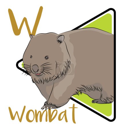 Téléchargez les illustrations : Les Wombats sont des marsupiaux, apparentés aux koalas et aux kangourous. Les Wombats ont un métabolisme prolongé. Les Wombats sont des herbivores dont l'alimentation se compose principalement d'herbes, de carex, d'herbes, d'écorce et de racines. Les femmes n'ont pas besoin de beaucoup d'eau. - en licence libre de droit
