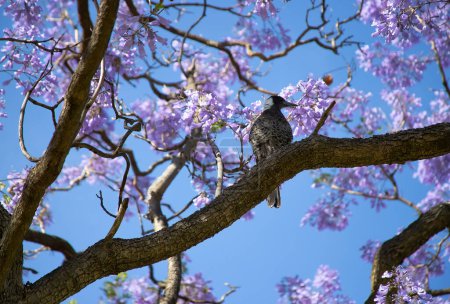 A black bird sits on a branch of a blooming purple jacaranda against a background of flowers and blue sky, close-up
