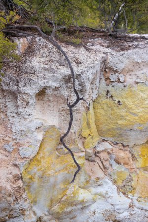 Una vieja rama de árbol sobre un fondo de una roca hecha de piedras multicolores en amarillo y naranja. Características geológicas de Nueva Zelanda