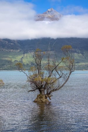 Sauce en el lago Wakatipu en Nueva Zelanda. Fila de sauces en el lago Wakatipu en Glenorchy, Nueva Zelanda. Hermoso paisaje