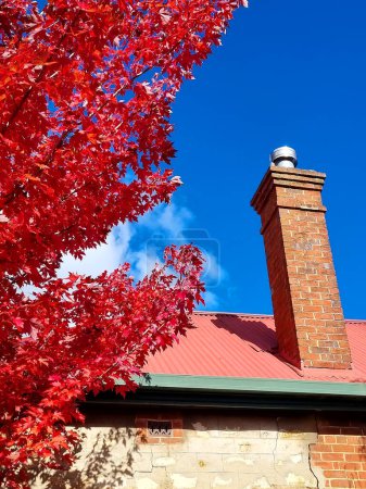 Bright red leaves branches on blue sky and roof background, autumn plant foliage, fall sunny day nature image. Beauty in nature