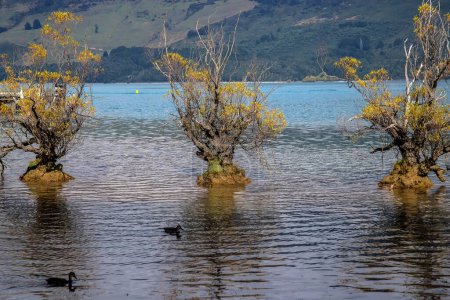 Rangée de saules sur le lac Wakatipu en Nouvelle-Zélande. Rangée de saules sur le lac Wakatipu à Glenorchy, Nouvelle-Zélande. Beau paysage