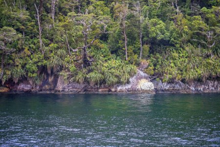 Téléchargez les photos : Paysage marin dans le fjord Doubtful Sound, Nouvelle-Zélande, ligne de coûts verte et reflet dans une pluie, temps nuageux. La beauté dans la nature - en image libre de droit