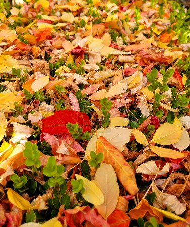 Bright yellow, red and orange leaves on a ground , autumn plant foliage, fall sunny day nature image, close-up