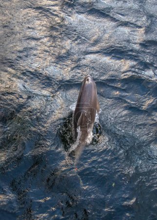 Delfín bebé nariz de botella saltando del agua de mar, la vida silvestre en la naturaleza