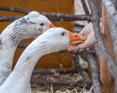 Two domestic geese peck grain from a mans palm, close-up, life on a farm. High quality photo