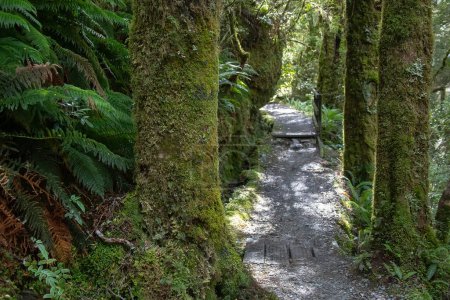Wald auf der Südinsel in Neuseeland, alte Baumstümpfe und Baumstämme mit grünem Moos bedeckt, natürliche Landschaft. Hochwertiges Foto