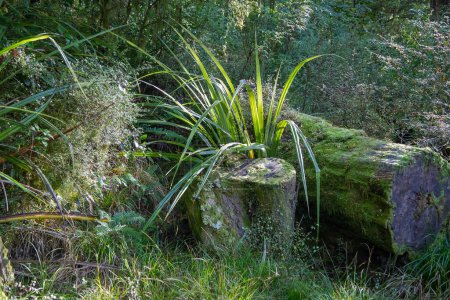Wald auf der Südinsel in Neuseeland, alte Baumstümpfe und Baumstämme mit grünem Moos bedeckt, natürliche Landschaft. Hochwertiges Foto