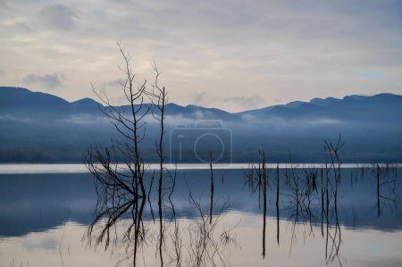 Dead trees reflect in the calm lake water early in the morning, Lake Bellfield, Grampians, South Australia. High quality photo