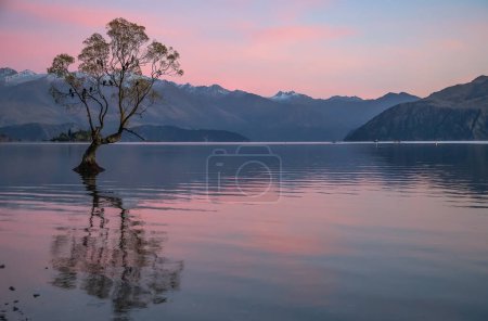 Photo for Wanaka famous tree on sunrise, mountain and lake scenic view. Lake Wanaka, New Zealand, South Island. . Beautiful landscape - Royalty Free Image