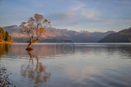 Photo for Wanaka famous tree on sunrise, mountain and lake scenic view. Lake Wanaka, New Zealand, South Island. . Beautiful landscape - Royalty Free Image