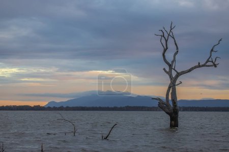 Dead trees reflect in the calm lake water early in the morning, Lake Lonsdale, Grampians, South Australia . High quality photo